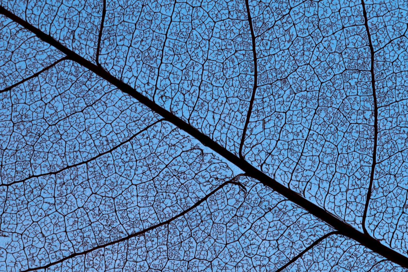 Macro photograph of a skeletal leaf's intricate vein network silhouetted against a clear blue sky, representing the fragile interconnectedness of biodiversity and natural ecosystems in the face of climate change.