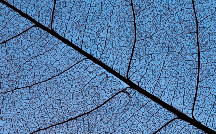 Detalle macro de las nervaduras de una hoja a contraluz sobre fondo azul celeste, representando la fragilidad de la biodiversidad y la interconexión de los ecosistemas naturales frente al cambio climático.